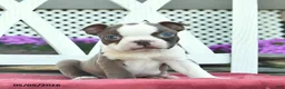 Boston Terrier dogs for sale: Prince   - Ad 1
