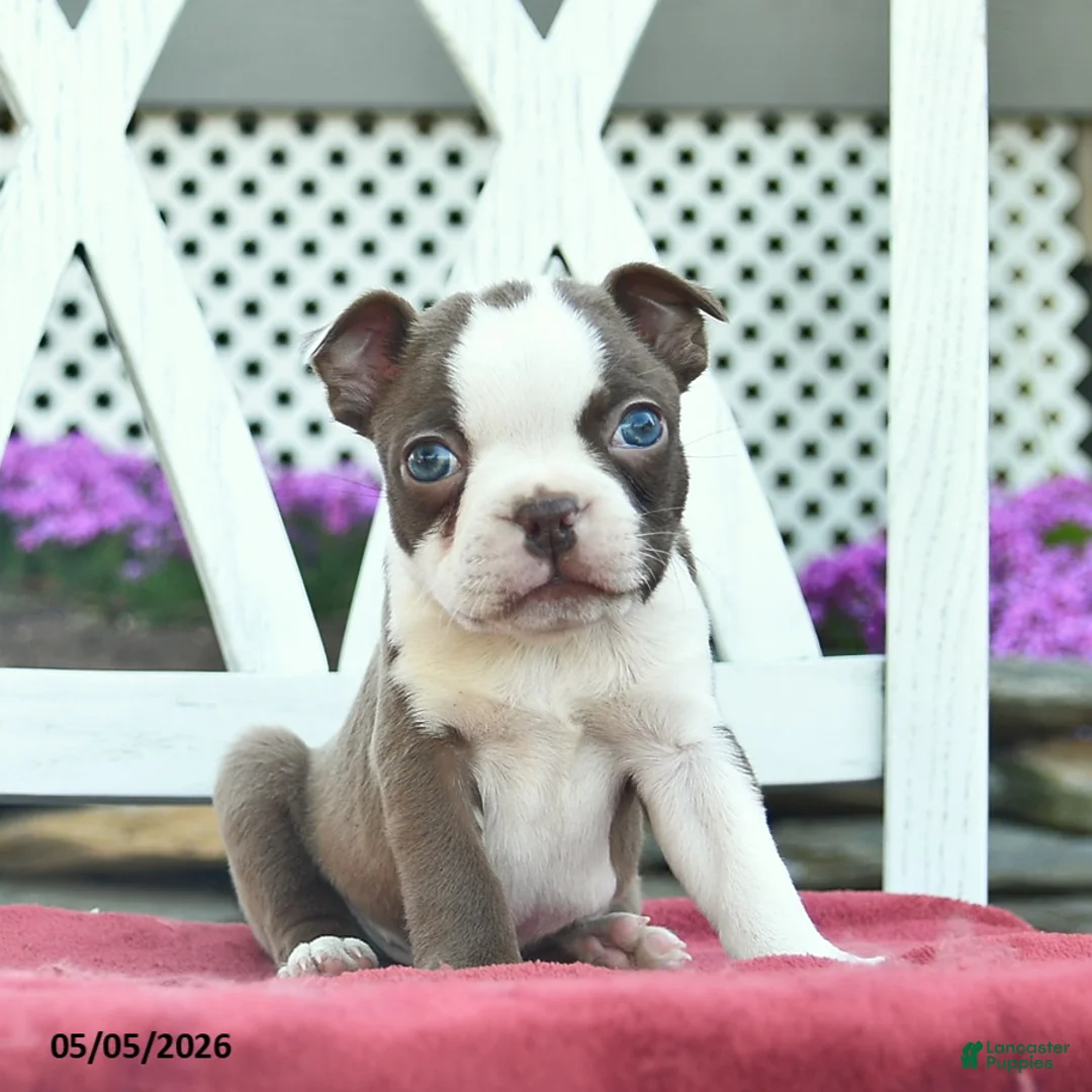 Boston Terrier dogs for sale: Prince   - Ad 1
