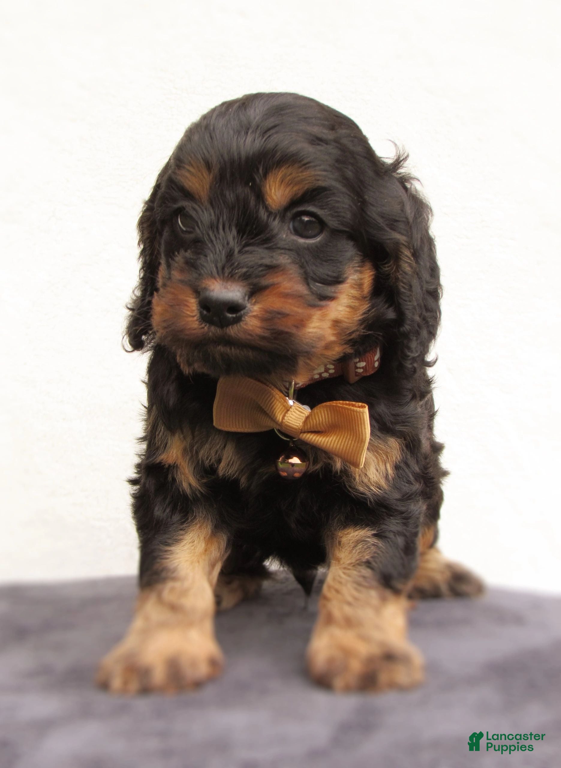 Cockapoo dogs Storm-Male - Ad 2