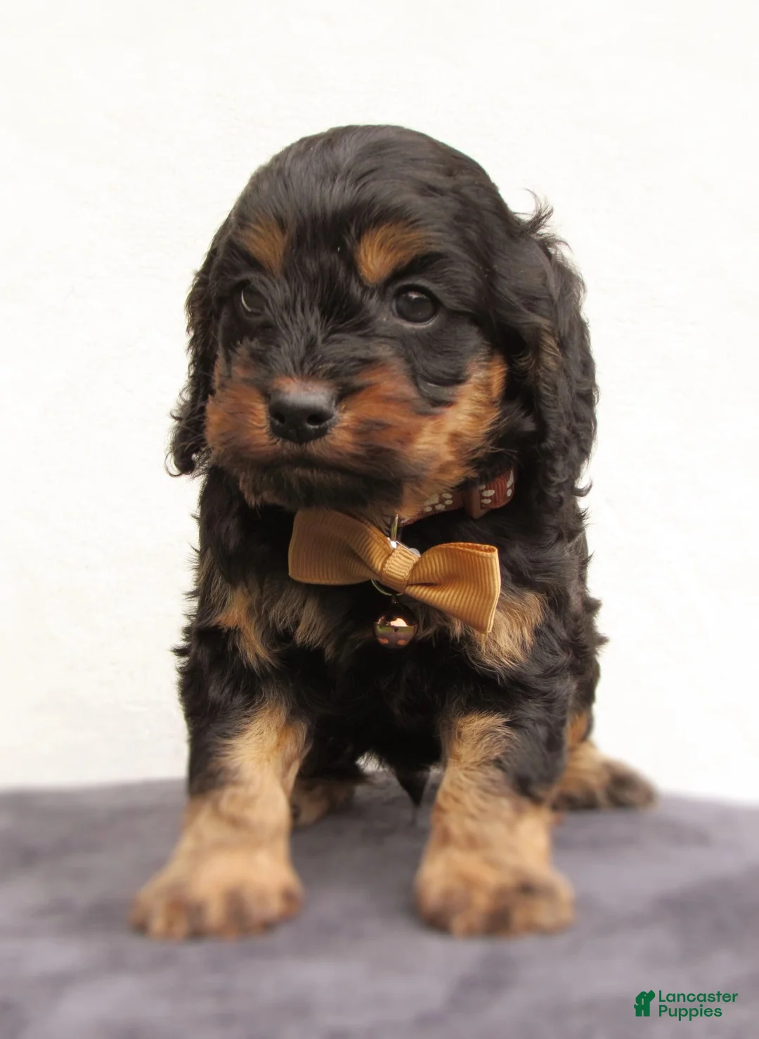 Cockapoo dogs for sale: Storm-Male - Ad 2