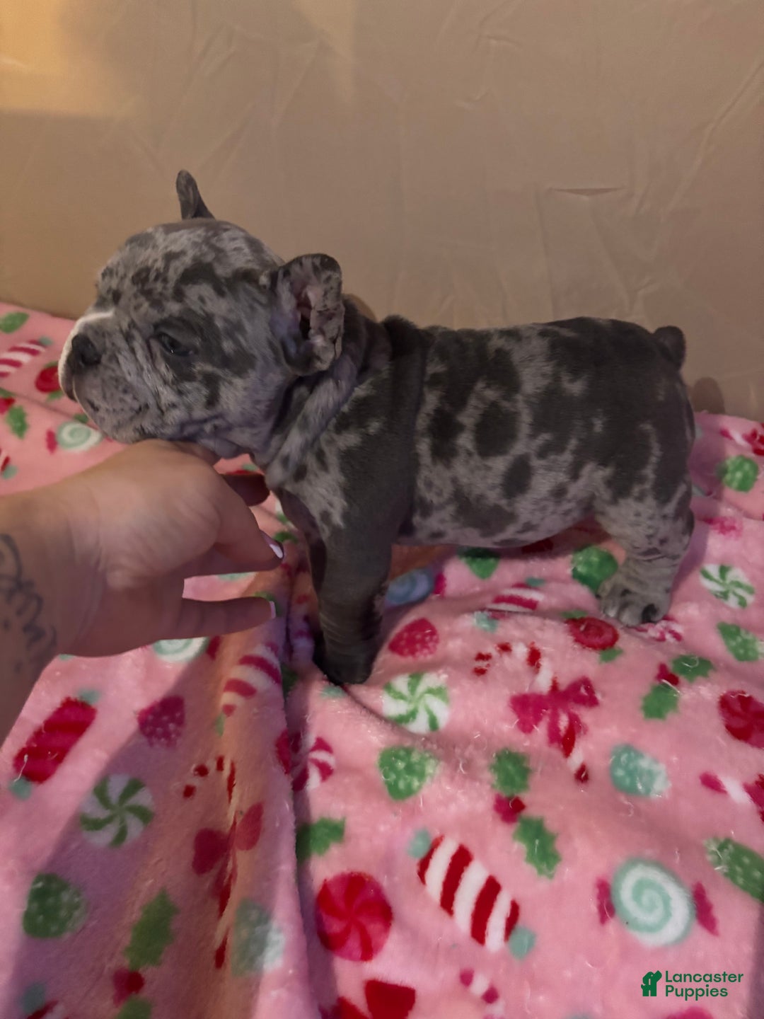 American Bully dogs for sale: American Bully Puppy 9 - Ad 2