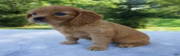 Mixed Breed dogs for sale: Raven - Ad 3
