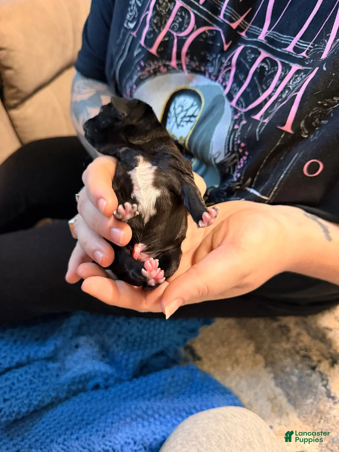 Mixed Breed dogs for sale: Chug 5 - Ad 2