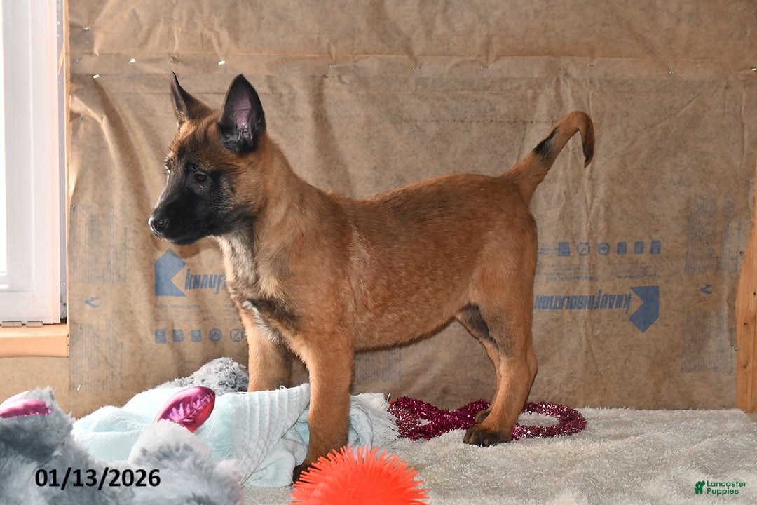 Belgian Malinois dogs for sale: Rex - Ad 3