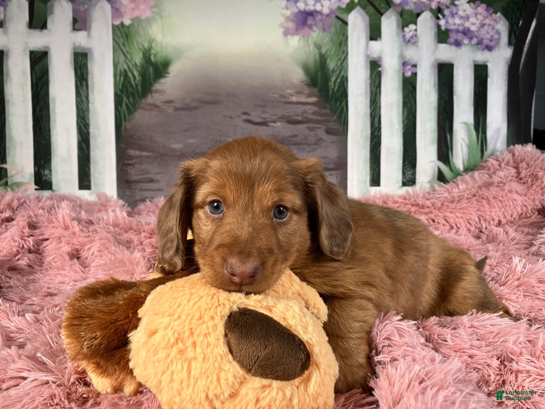 Miniature Dachshund dogs for sale: AKC-Brody - Ad 6