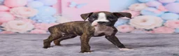 Boxer dogs for sale: Tyson - Ad 4