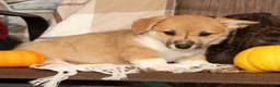 Welsh Corgi Pembroke dogs for sale: Tonya - Ad 9