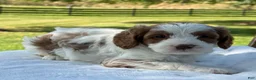 Cavapoo dogs for sale: River - Ad 5