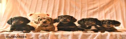 Miniature Dachshund dogs for sale: Jarvis  - Ad 3