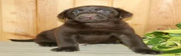 Labrador Retriever dogs for sale: Teddy - Ad 3