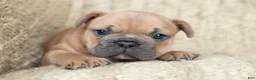 French Bulldog dogs for sale: Pauly AKC - Ad 4