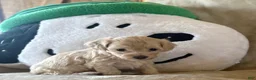 Maltipoo dogs for sale: Maple - Ad 3