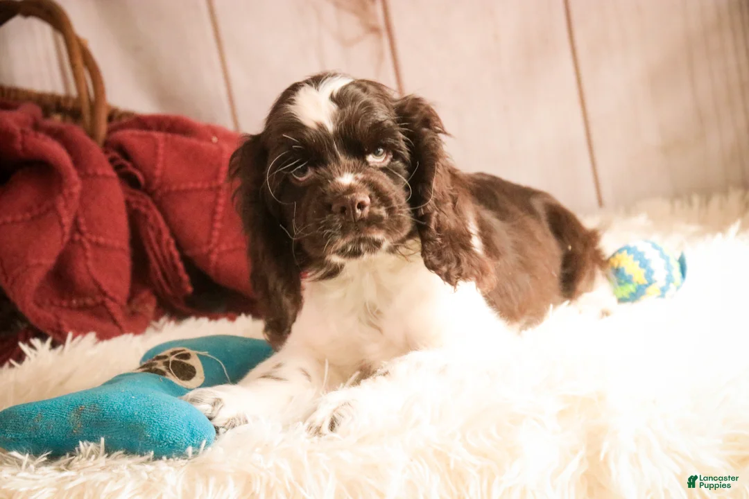 Cocker Spaniel dogs for sale: Gilbert - Ad 2