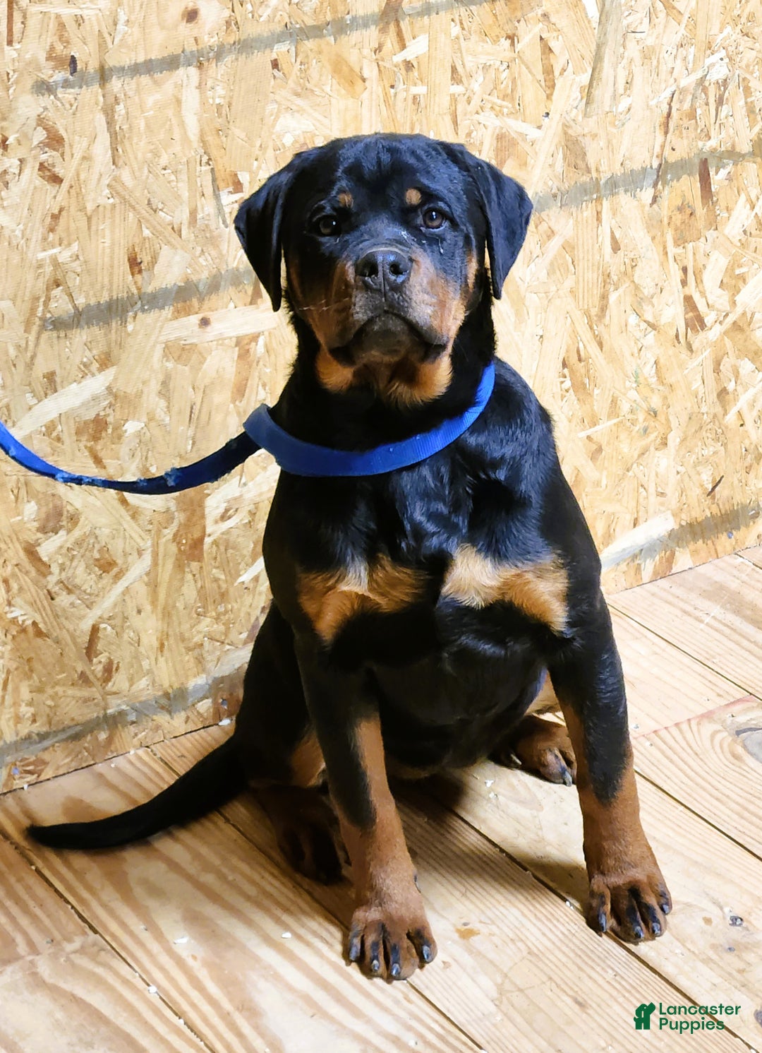 Rottweiler dogs for sale: Bonnie - Ad 3