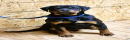 Rottweiler dogs for sale: Bonnie - Ad 3