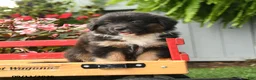 Australian Shepherd dogs for sale: Sage - Ad 5
