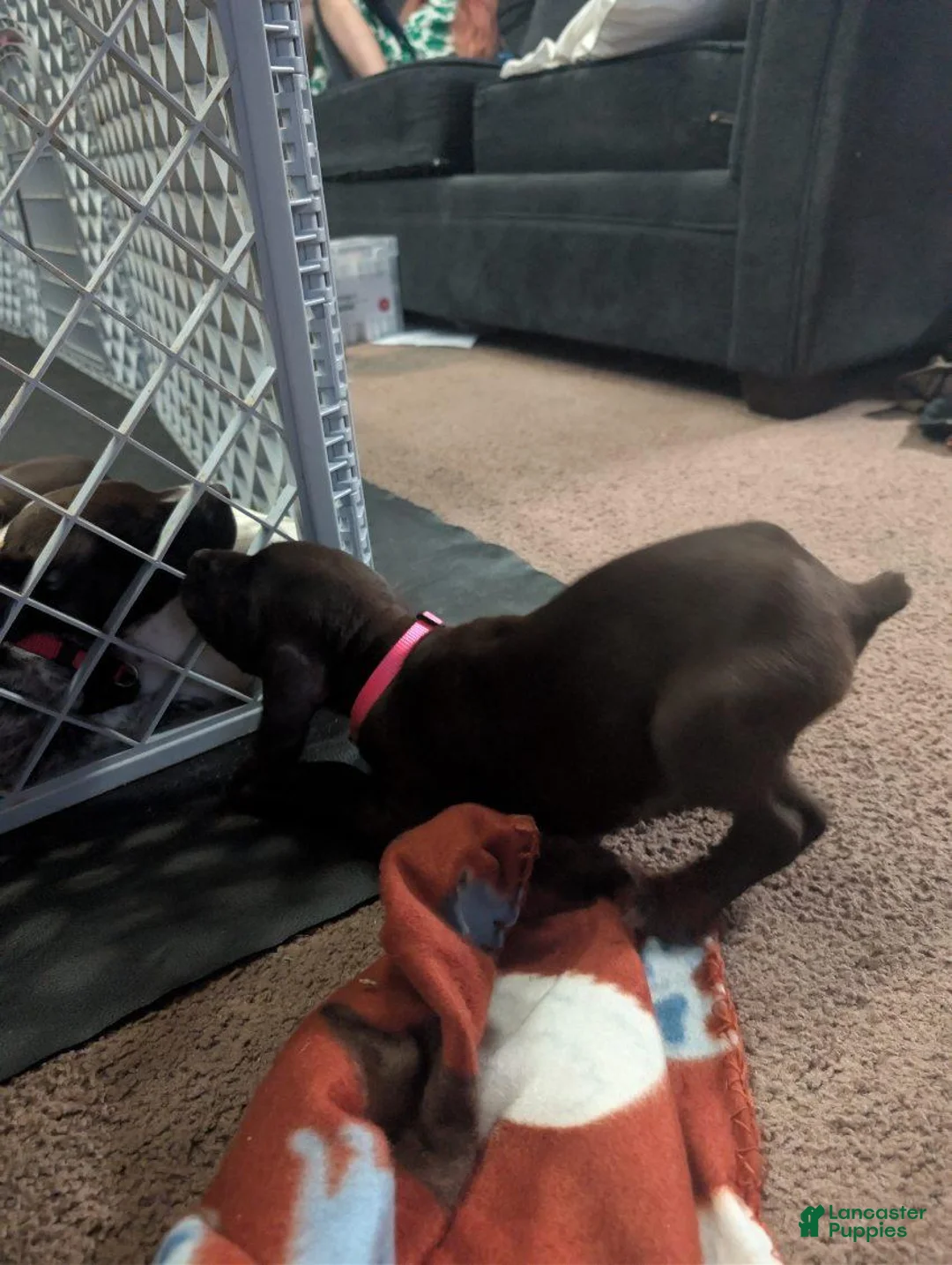 German Shorthaired Pointer dogs for sale: German Shorthaired Pointer Puppy 2 - Ad 1