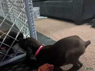 German Shorthaired Pointer dogs German Shorthaired Pointer Puppy 2 - Ad 7