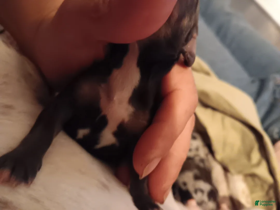 Miniature Dachshund dogs for sale: Moon - Ad 2
