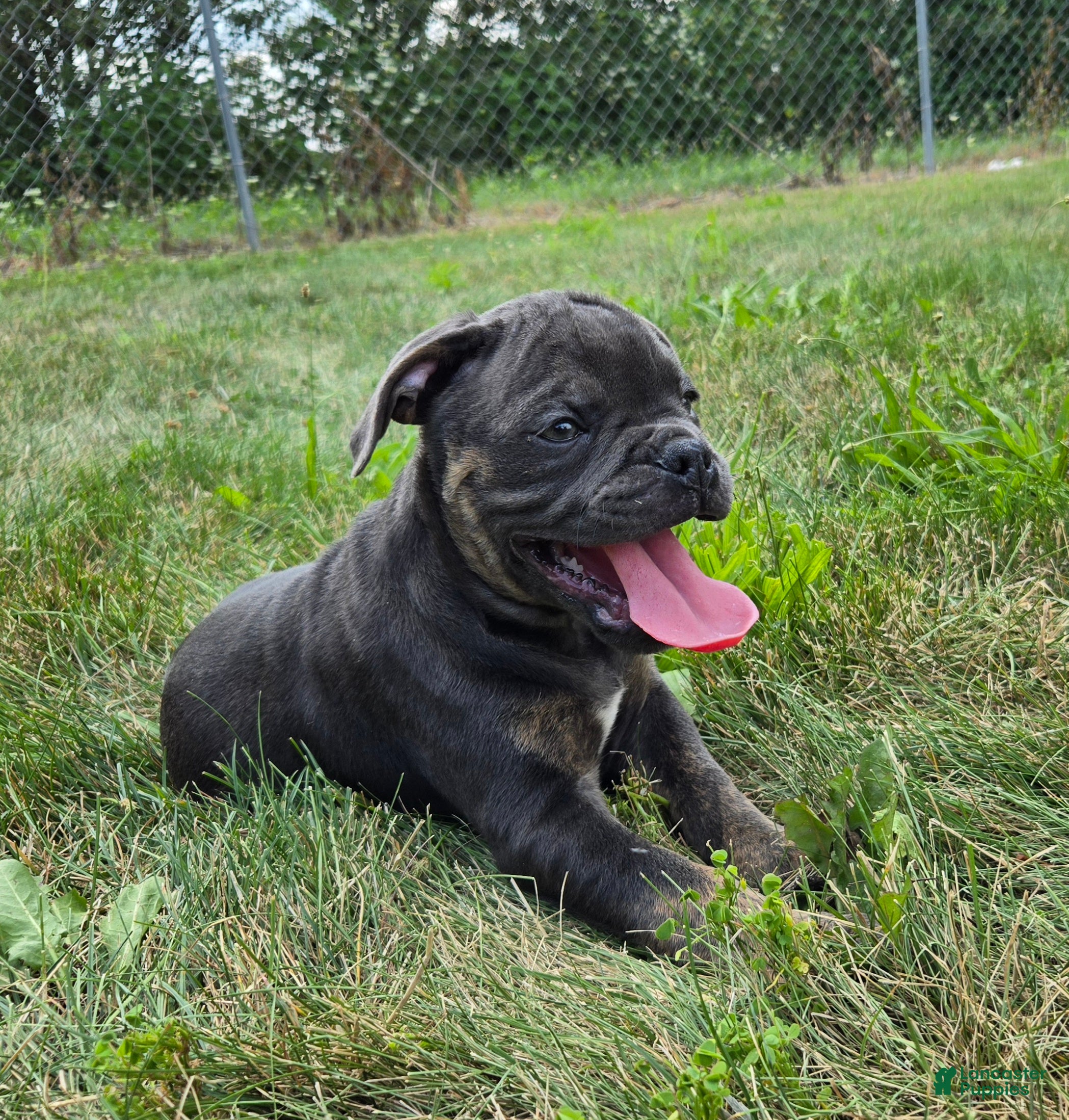 Olde English Bulldogge dogs Porter - Ad 1