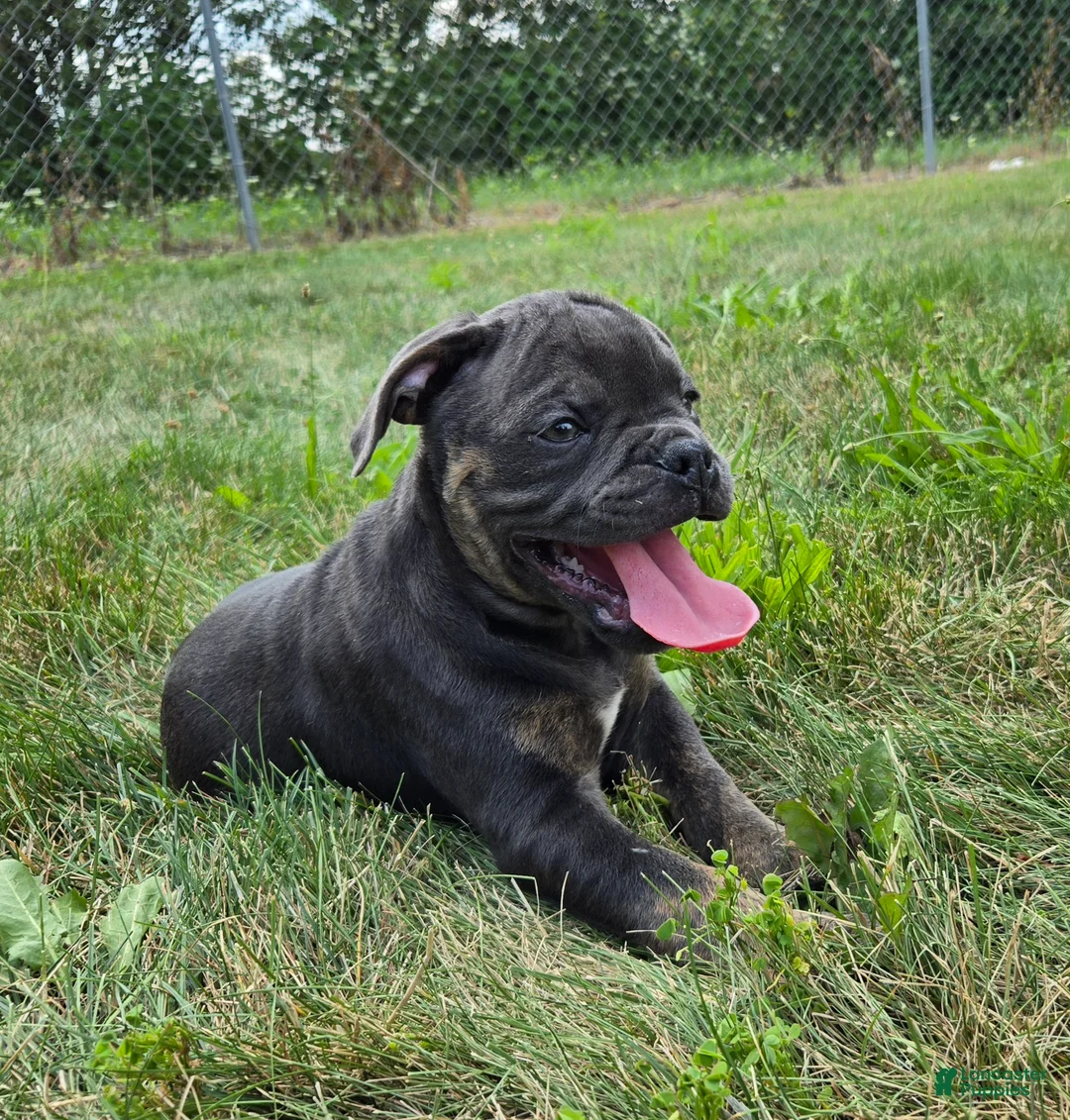 Olde English Bulldogge dogs for sale: Porter - Ad 1