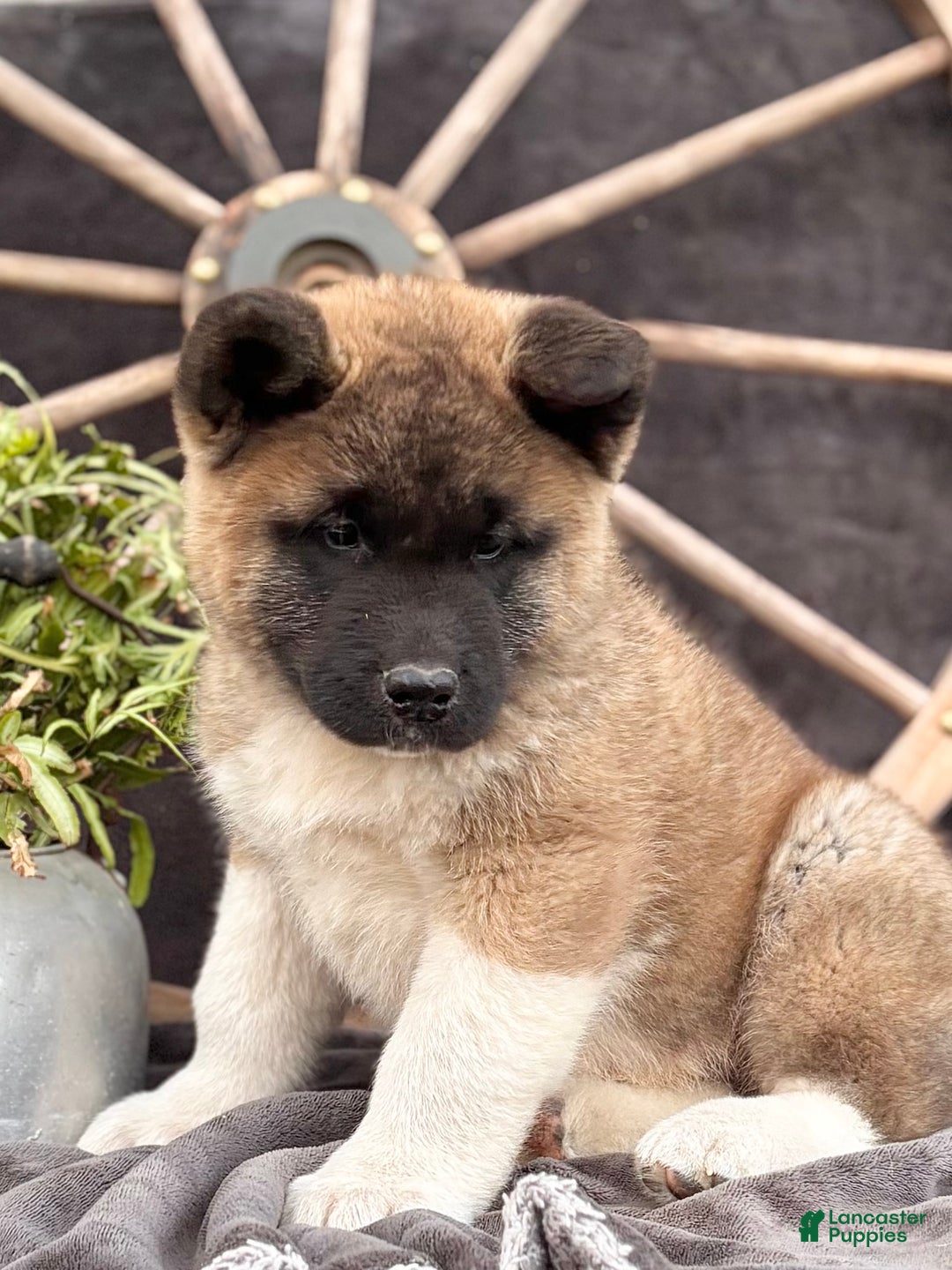 Akita dogs for sale: Fletcher  - Ad 2