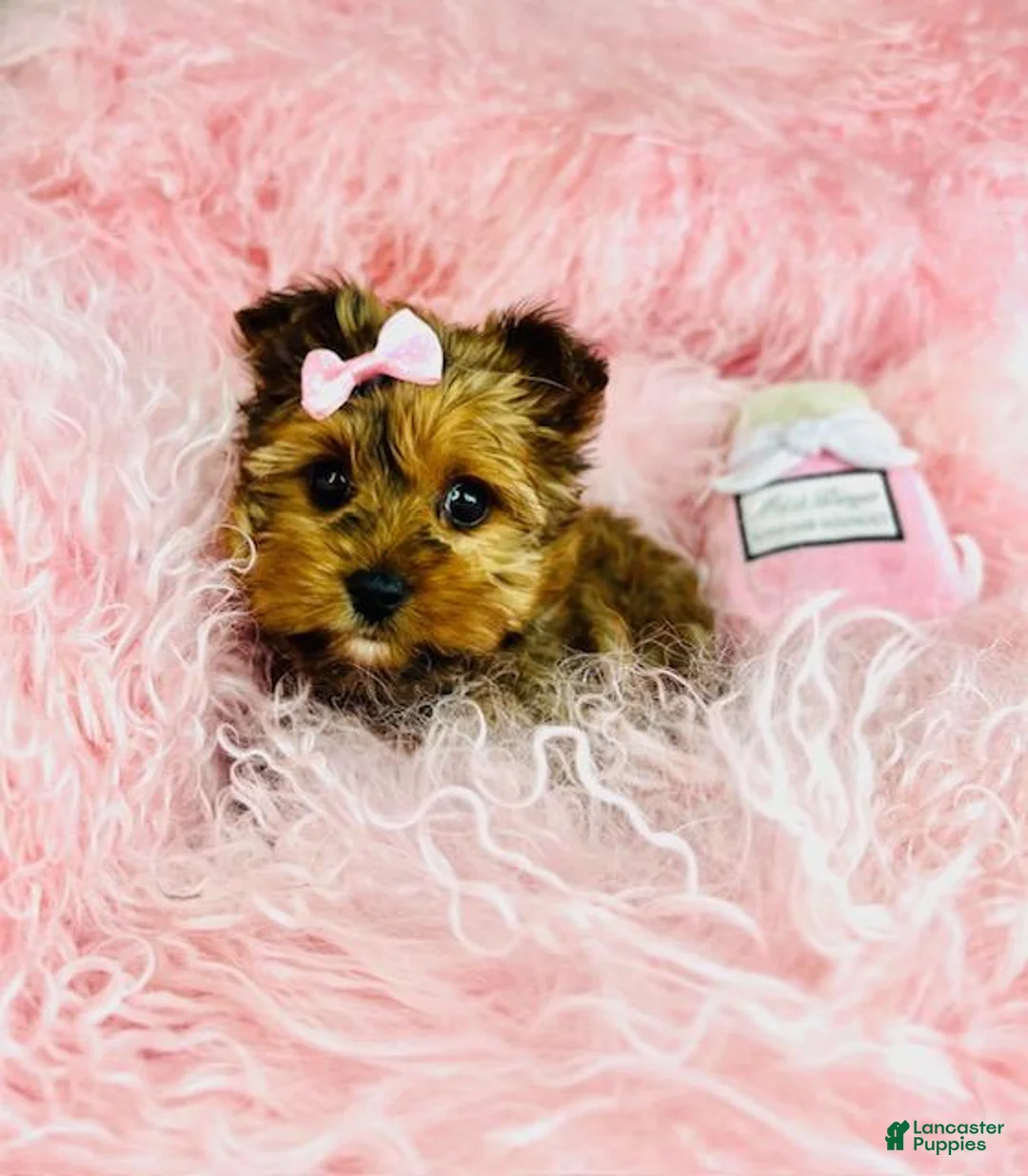 Yorkshire Terrier dogs for sale: Yorkshire Terrier Puppy 2 - Ad 4