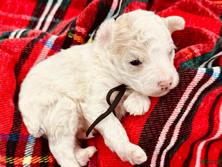 Miniature Poodle dogs Paul McCartney - Ad 1