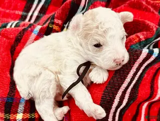 Miniature Poodle dogs Paul McCartney - Ad 2