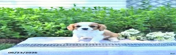 Cavalier King Charles Spaniel dogs for sale: Jessa - Ad 3