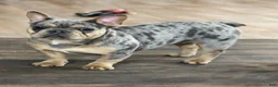 French Bulldog dogs for sale: Twix - Ad 6