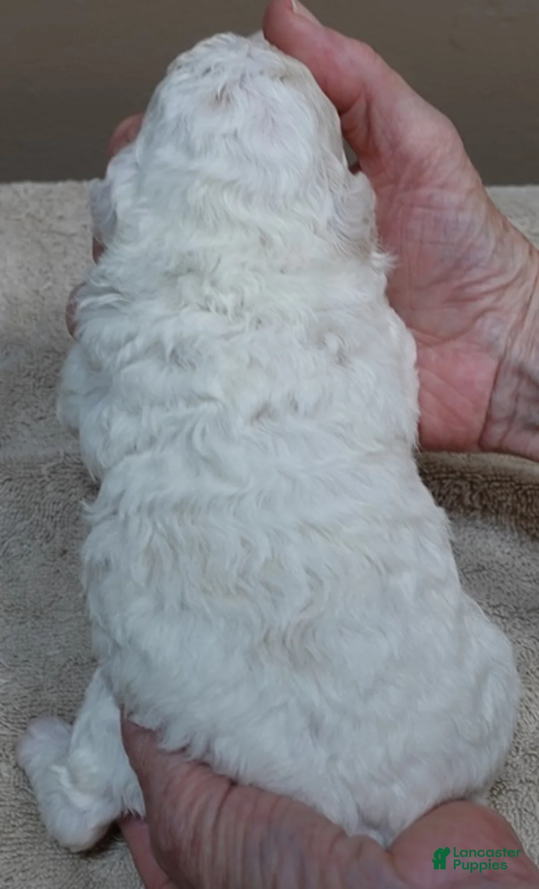 Toy Poodle dogs for sale: Effie cream parti female - Ad 9