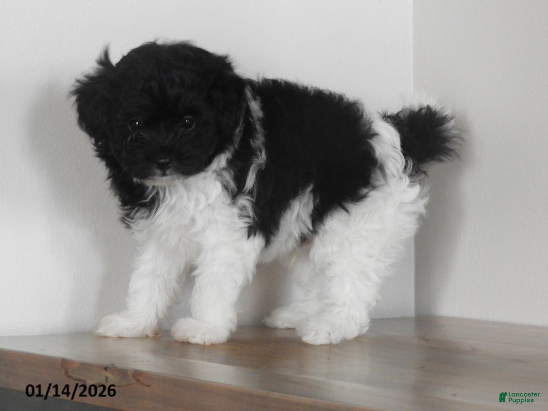 Pomapoo dogs for sale: Kasper - Ad 2