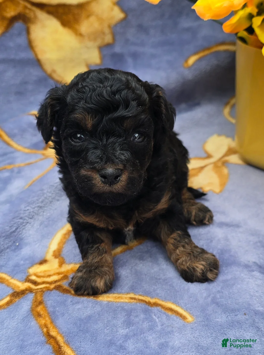 Cavapoo dogs for sale: Fiji - Ad 1