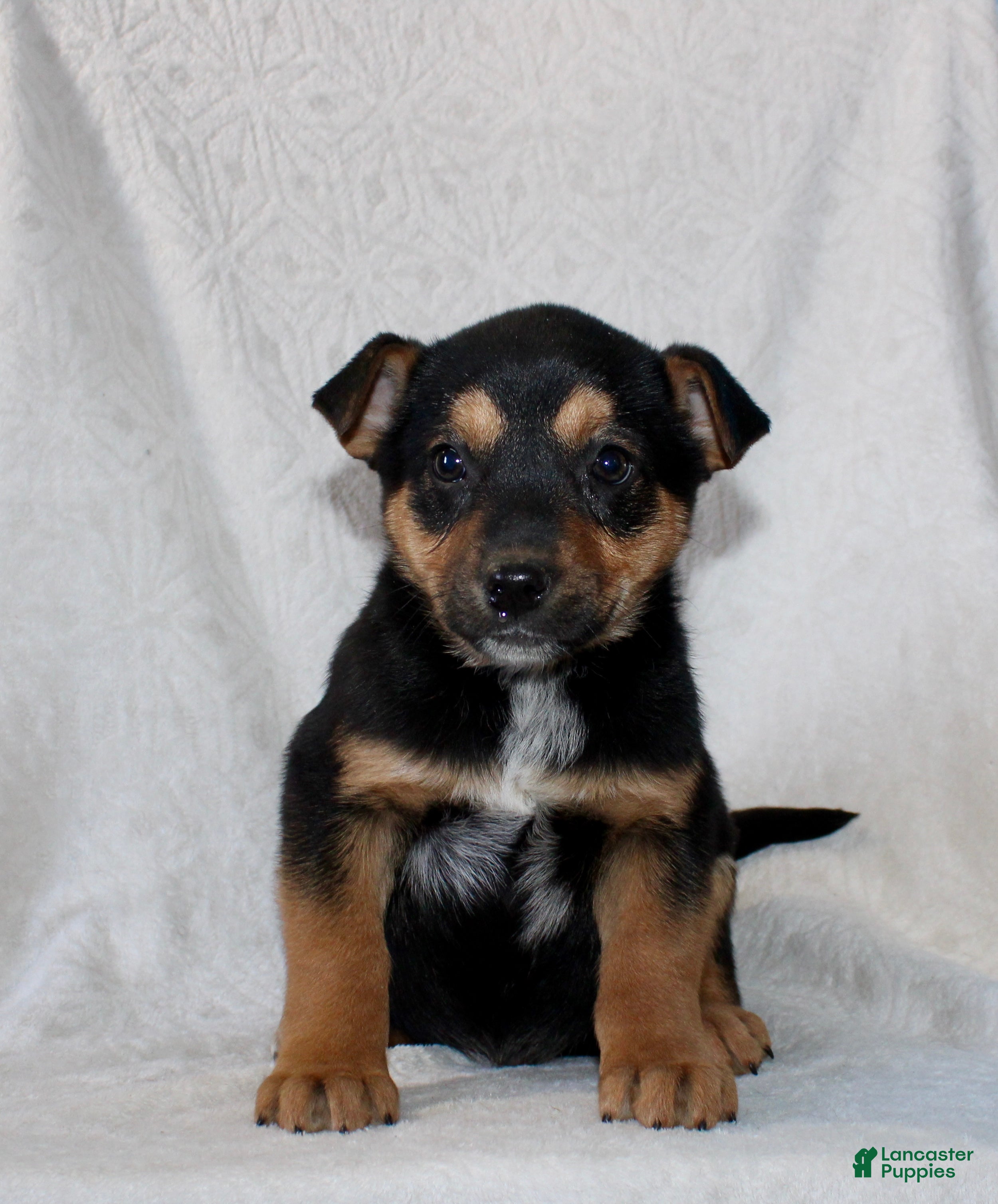 Mixed Breed dogs Snickers - Ad 10