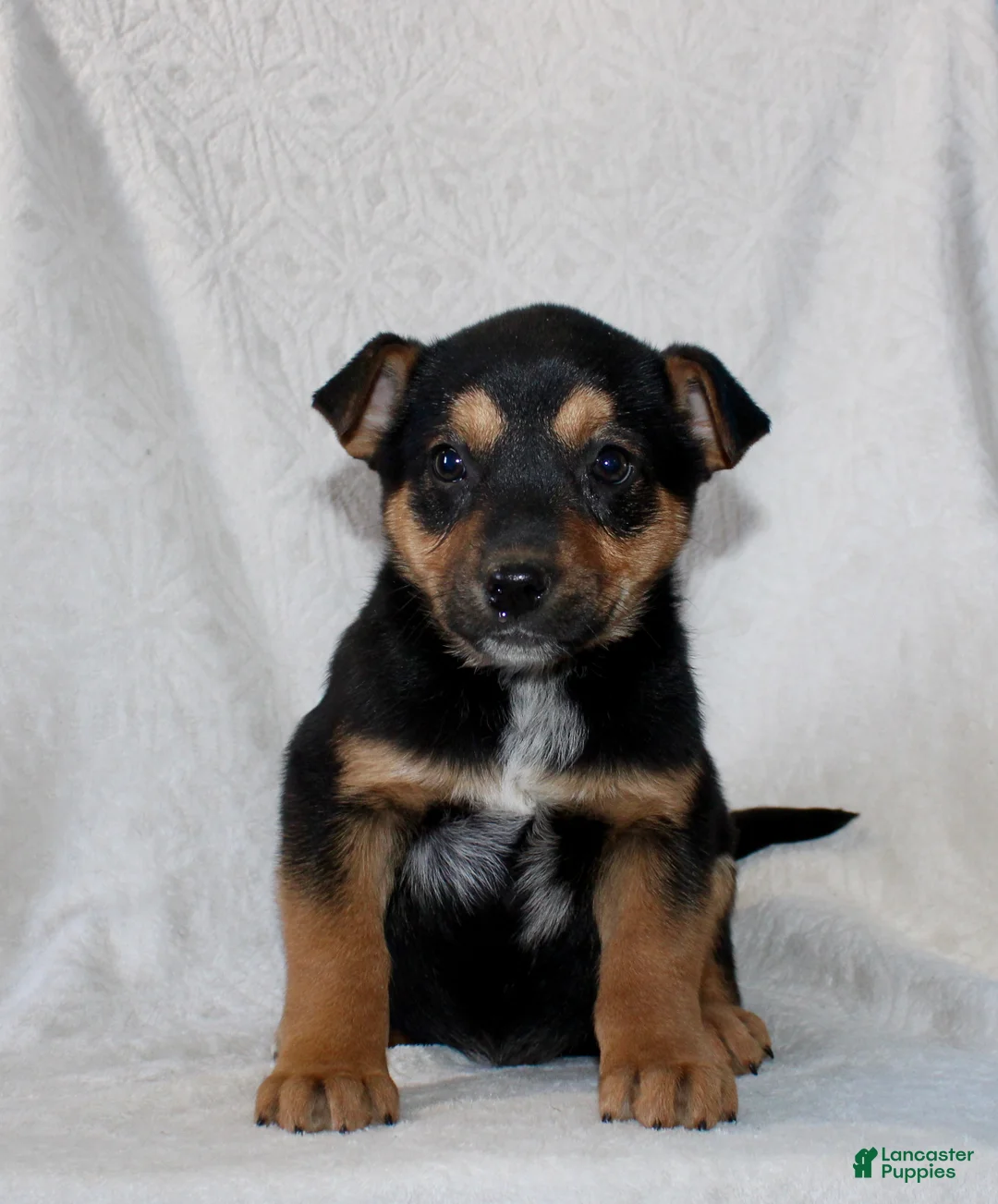 Mixed Breed dogs for sale: Snickers - Ad 1