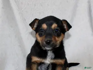 Mixed Breed dogs Snickers - Ad 10