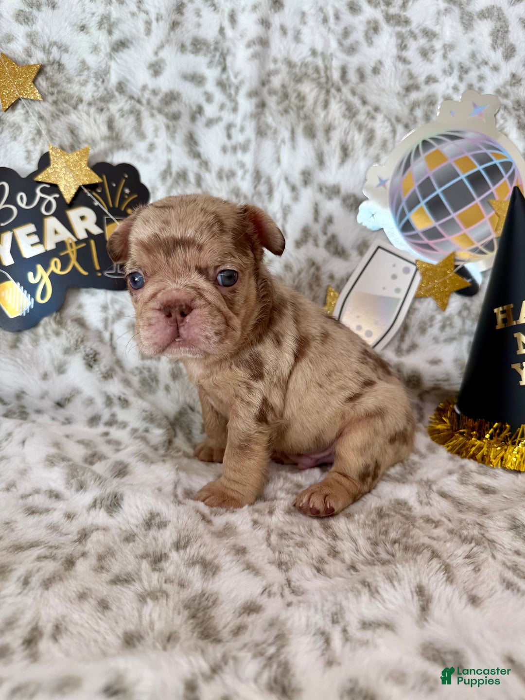 French Bulldog dogs for sale: Duke - Ad 2