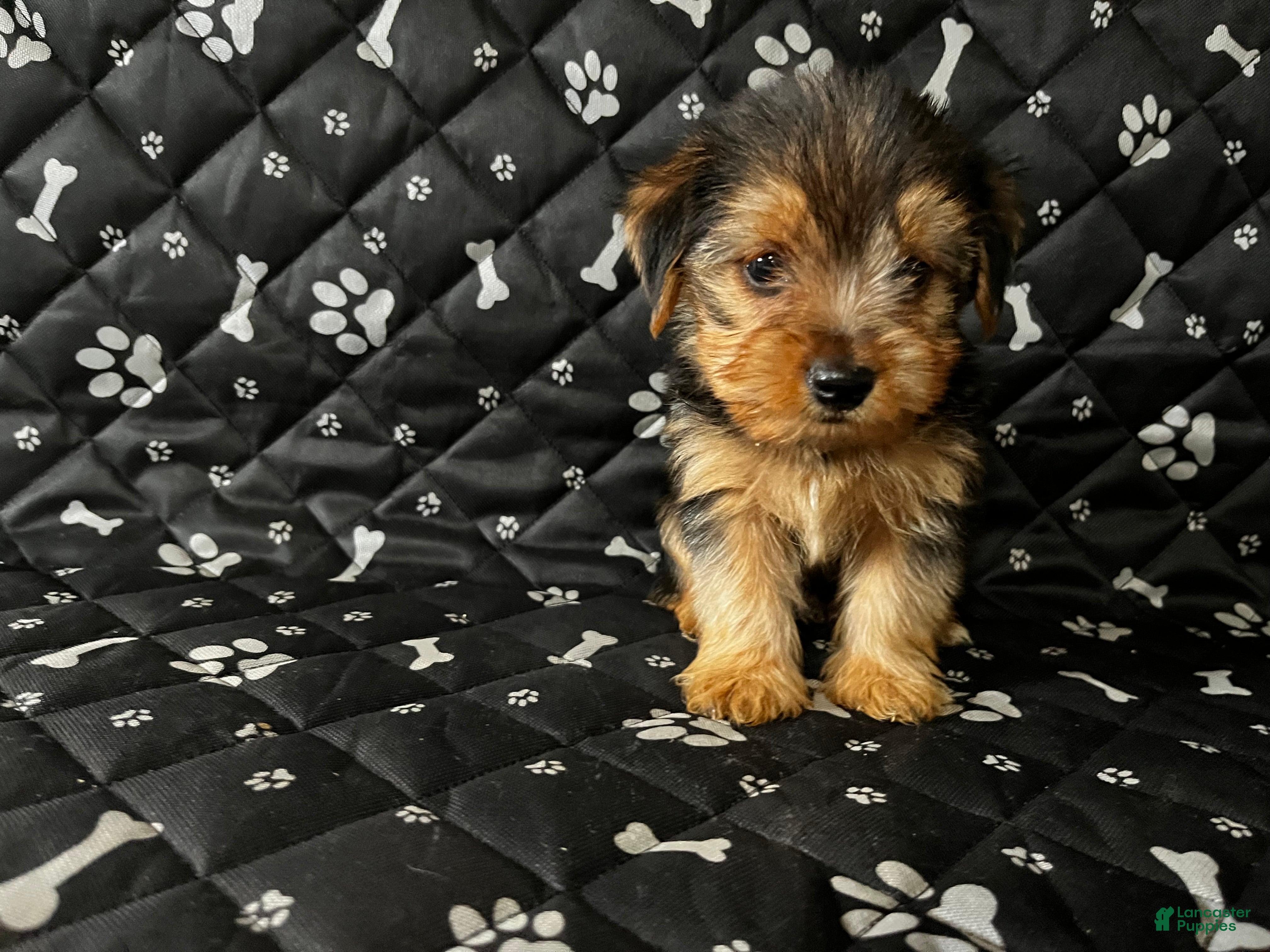 Yorkshire Terrier dogs Yorkshire Terrier 2 - Ad 6