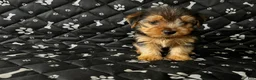 Yorkshire Terrier dogs for sale: Yorkshire Terrier 2 - Ad 1