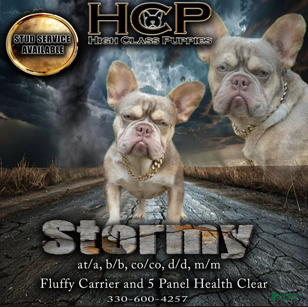 French Bulldog dogs for sale: French Bulldog Puppy 1 - Ad 7