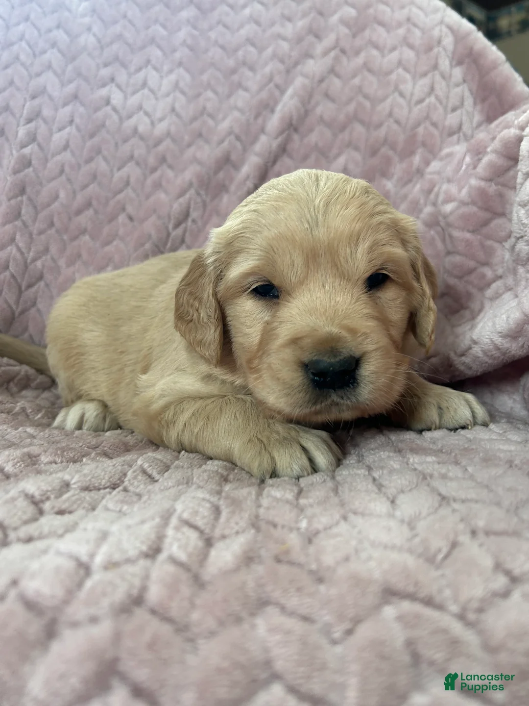 Golden Retriever dogs for sale: Muffin - Ad 12