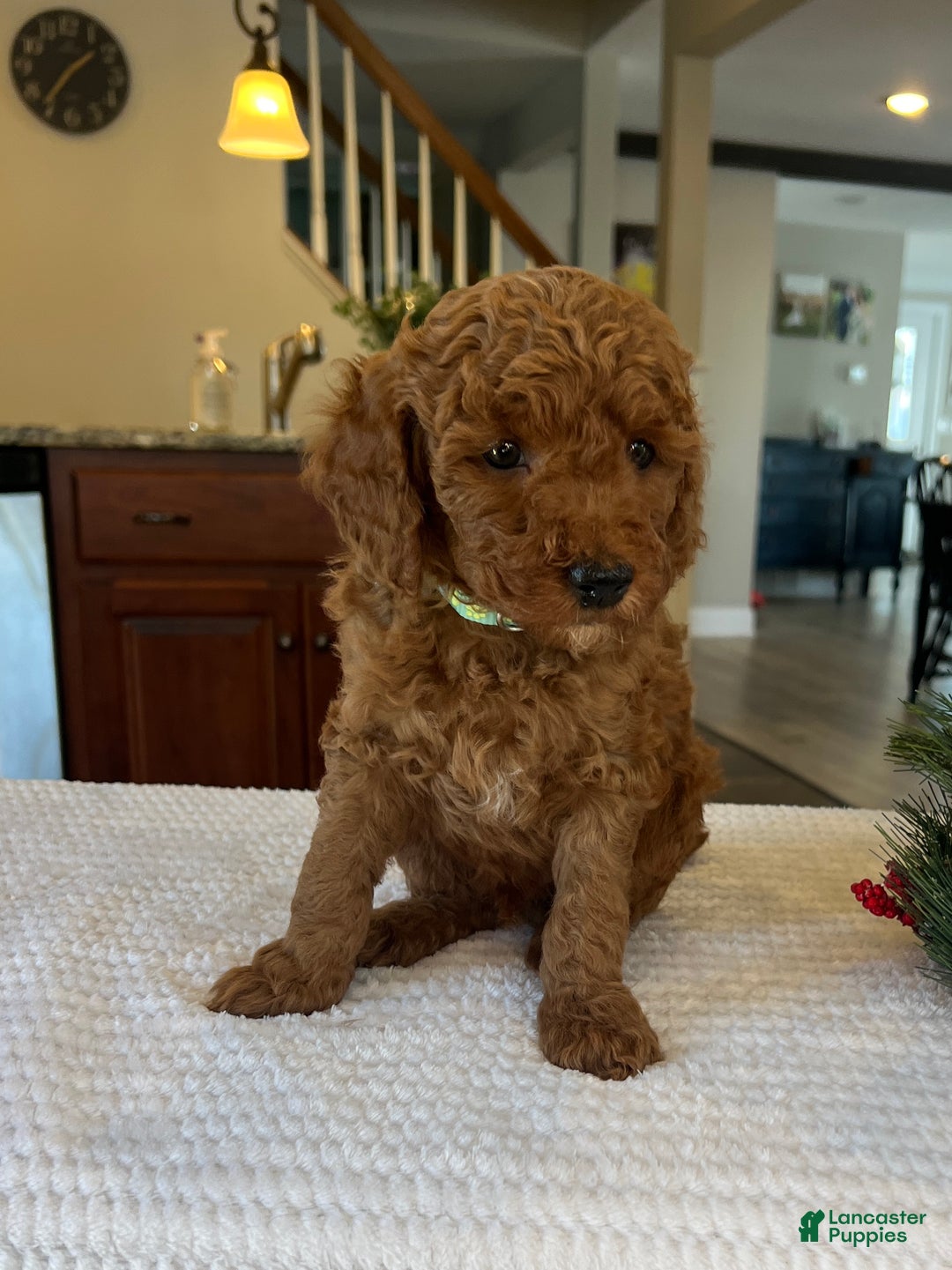 Mini Goldendoodle dogs for sale: Bentley - Ad 2