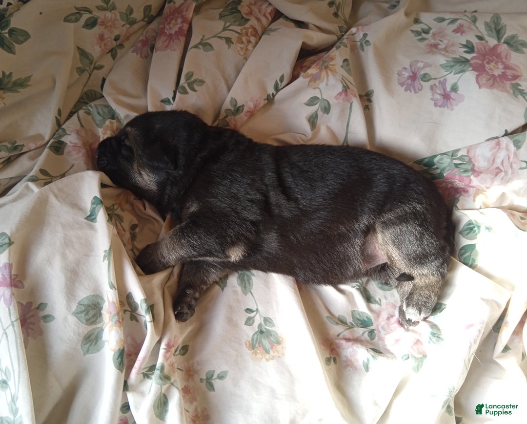 German Shepherd dogs for sale: Diamond - Ad 27