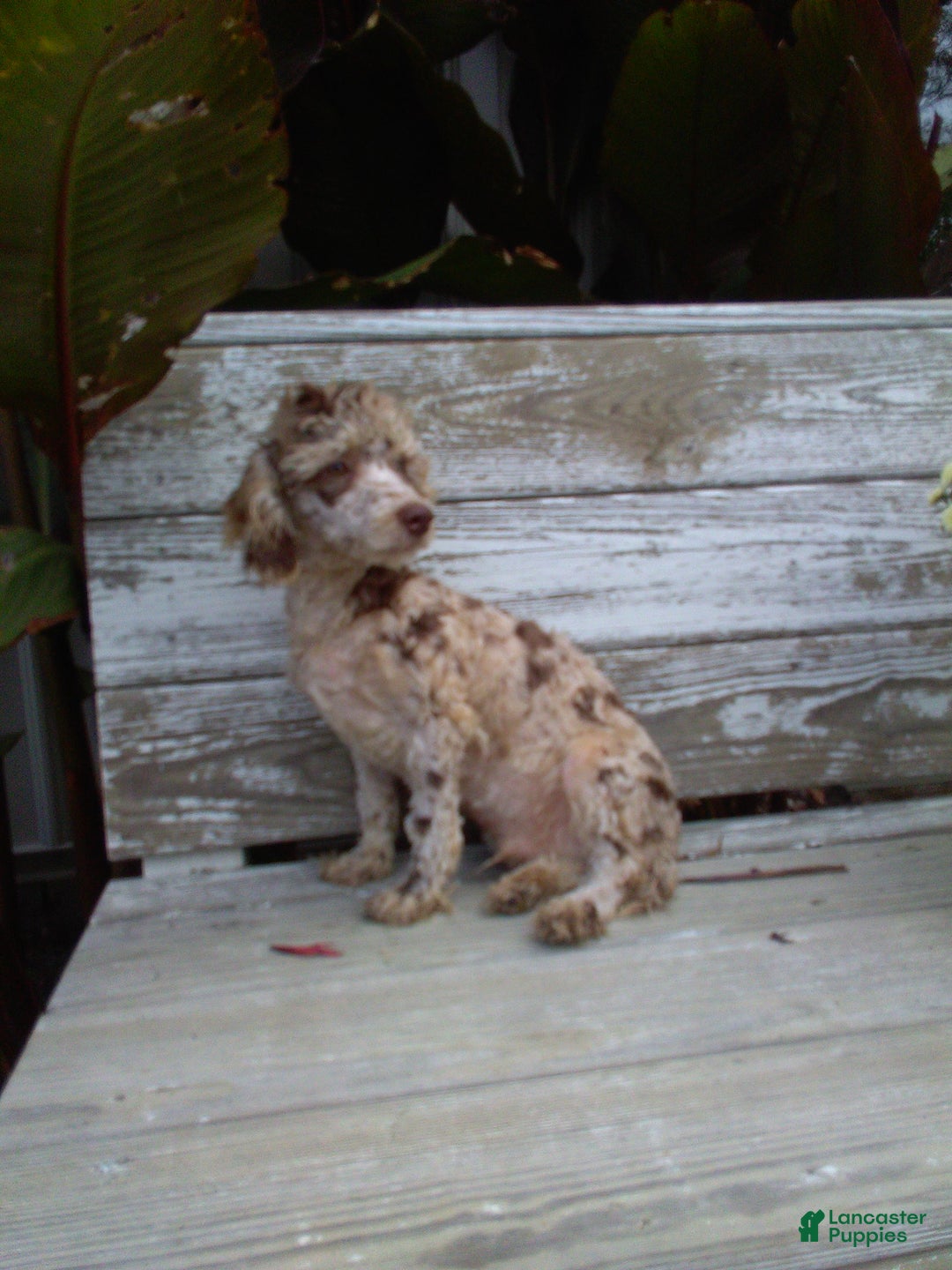 Yorkiepoo dogs for sale: TINKERBELL - Ad 11