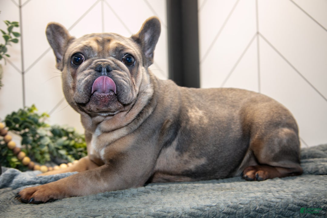 French Bulldog dogs for sale: Lainey - Ad 1