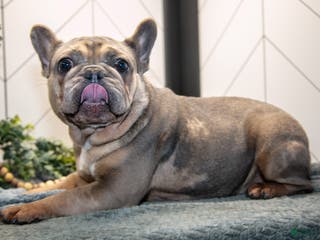 French Bulldog dogs Lainey - Ad 33