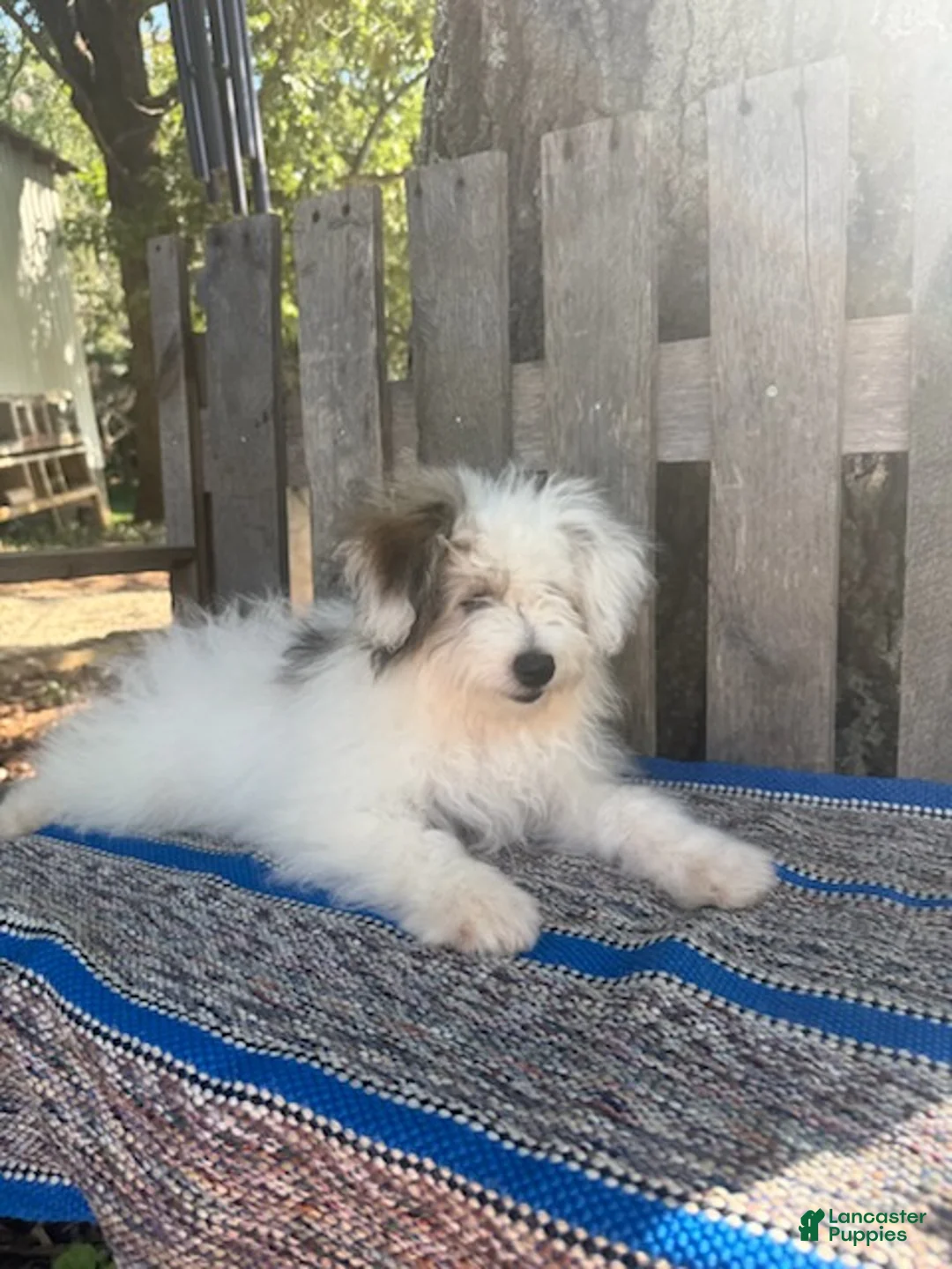 Mixed Breed dogs for sale: Lonnie - Ad 1