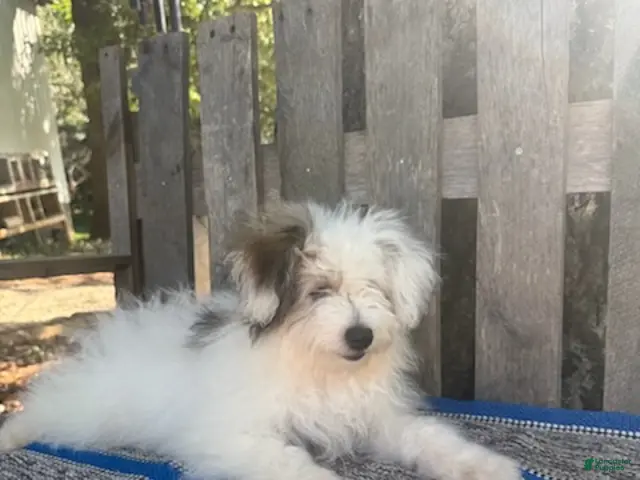 Mixed Breed dogs Lonnie - Ad 1