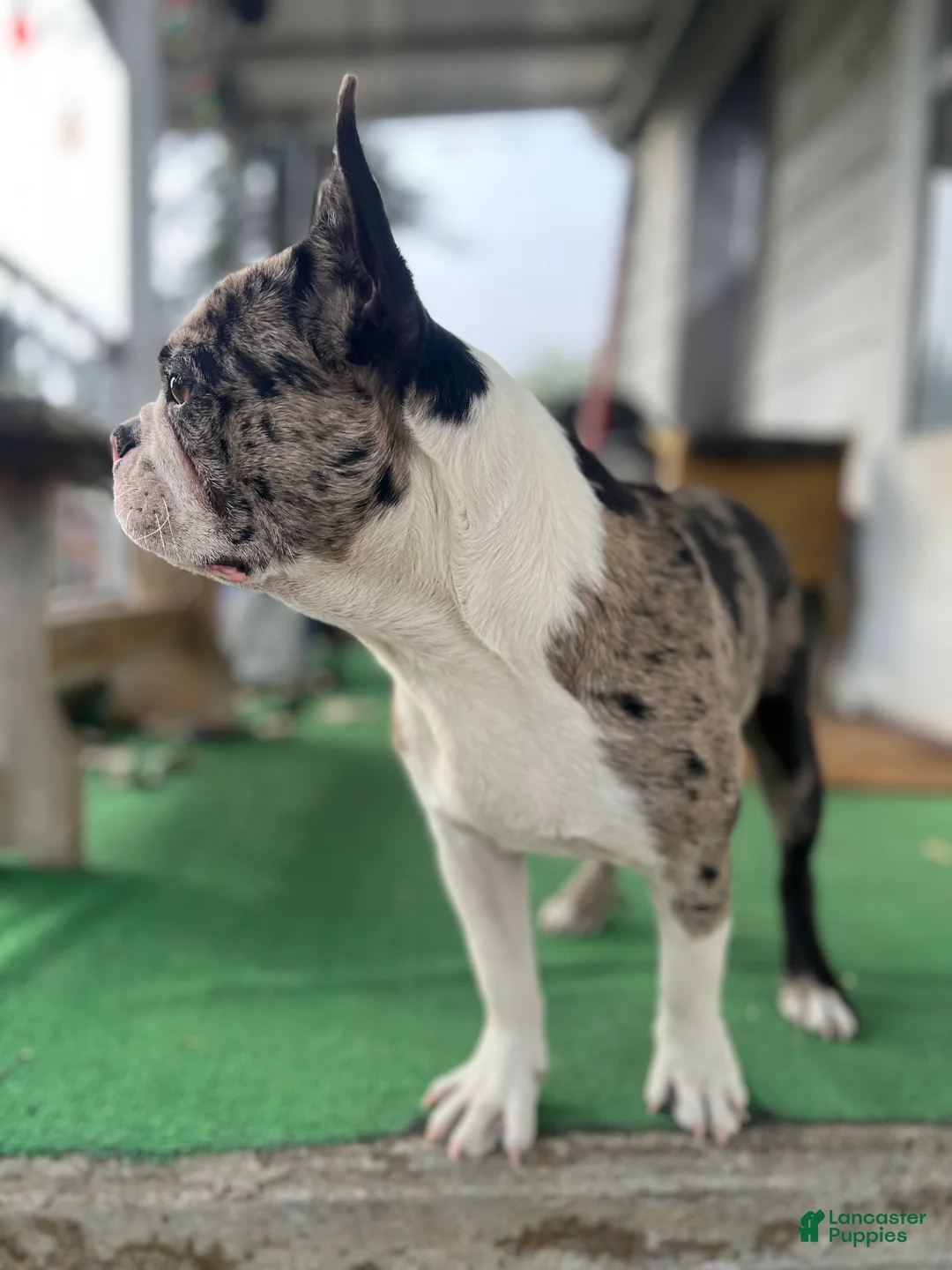 Mixed Breed dogs for sale: Bane - Ad 2